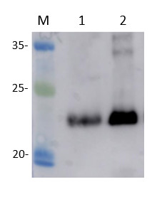 Western blot using anti-Arf1 antibodies on Cucumis melo.